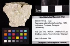 Foto (Objket + Etiketten) von Gastrosacus tuberosiformis (Lorenthey, 1929) 